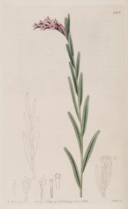 Illustration of Isochilus linearis